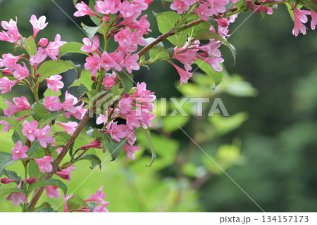タニウツギのピンク色の花 タニウツギのピンク色の花 134157173
