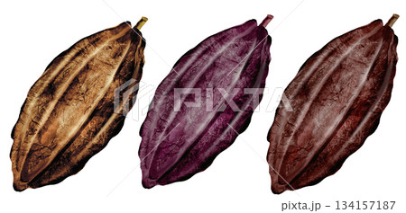 Cocoa watercolor set. Three beans of different colors clip art. Hand-drawn watercolor illustration on a white background. For chocolate and cocoa product designs. 134157187