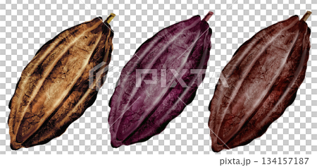 Cocoa watercolor set. Three beans of different colors clip art. Hand-drawn watercolor illustration on a white background. For chocolate and cocoa product designs. 134157187