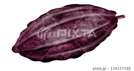 Cocoa watercolor. Superfood bean clip art. Hand-drawn watercolor illustration on a white background. For chocolate and cocoa product designs. Cocoa watercolor. Superfood bean clip art. Hand-drawn watercolor illustration on a white background. For chocolate and cocoa product designs. 134157188