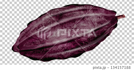 Cocoa watercolor. Superfood bean clip art. Hand-drawn watercolor illustration on a white background. For chocolate and cocoa product designs. 134157188