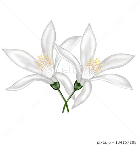 Lemon white flower watercolor. Hand drawn bud delicate. Clip art botanical on white background. Ideal for logo of tea and products from lemon 134157189