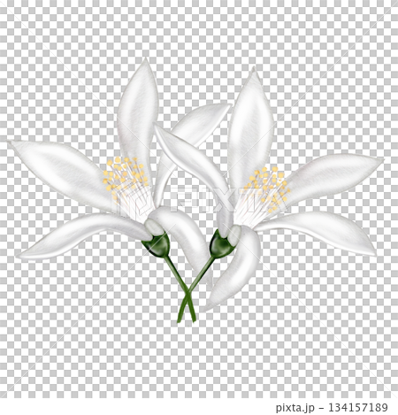 Lemon white flower watercolor. Hand drawn bud delicate. Clip art botanical on white background. Ideal for logo of tea and products from lemon 134157189