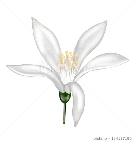 Lemon flower watercolor. Hand-drawn white flower clip art. Perfect for logos and cosmetics designs. 134157190
