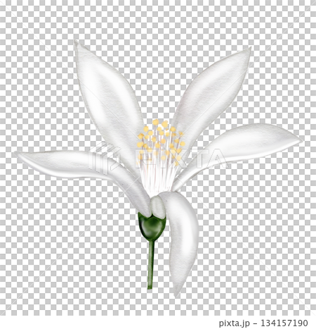 Lemon flower watercolor. Hand-drawn white flower clip art. Perfect for logos and cosmetics designs. 134157190