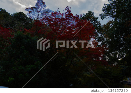 曇り空と紅葉 曇り空と紅葉 134157250