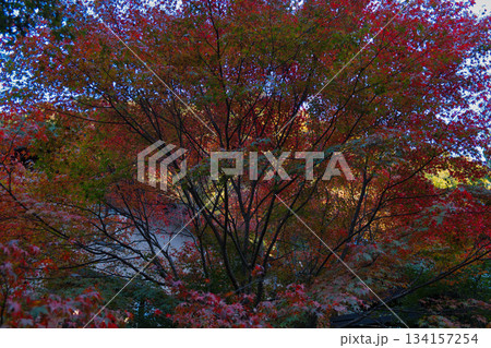 赤と緑が混ざる紅葉 134157254
