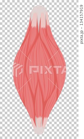 肌肉纖維示意圖 134157919