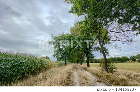 Rijkevorsel, Antwerpse Kempen, Belgium, Country dirt lane through harvest fields, farmer access Rijkevorsel, Antwerpse Kempen, Belgium, Country dirt lane through harvest fields, farmer access 134158237