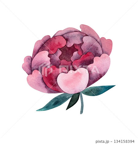 A stunning illustration of a large peony flower A stunning illustration of a large peony flower 134158394