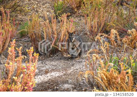 Wallaby standing on forest floor among dry leaves on Kangaroo Island 134158520