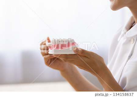 白衣姿の女性が持つ歯の模型と歯ブラシのクローズアップ 134158637