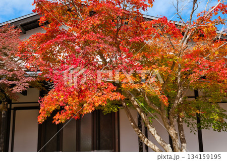 紅葉の始まり 紅葉の始まり 134159195