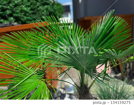 Yellow palm Dypsis lutescens also known as Golden Cane Palm or Butterfly Palm, has bright green, yellowish pinnate compound leaves with bright yellow sheaths Yellow palm Dypsis lutescens also known as Golden Cane Palm or Butterfly Palm, has bright green, yellowish pinnate compound leaves with bright yellow sheaths 134159275