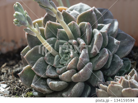 Stunning view of Echeveria Perle von Nurnberg (Flat rosettes) with cactus blooming flowers. 134159594