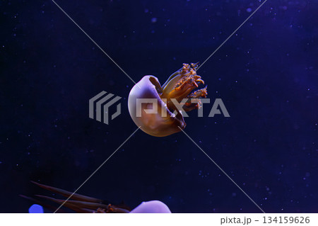 underwater photos of jellyfish Rhopilema esculentum, Flame jellyfish underwater photos of jellyfish Rhopilema esculentum, Flame jellyfish 134159626