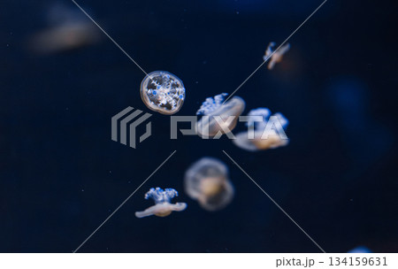 underwater photos of mediterranean jellyfish Cotylorhiza tuberculata 134159631
