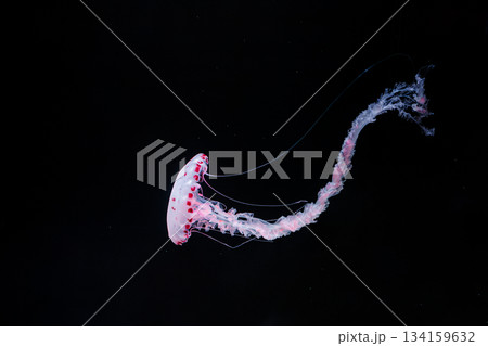 underwater photos of purple striped jelly chrysaora colorata 134159632