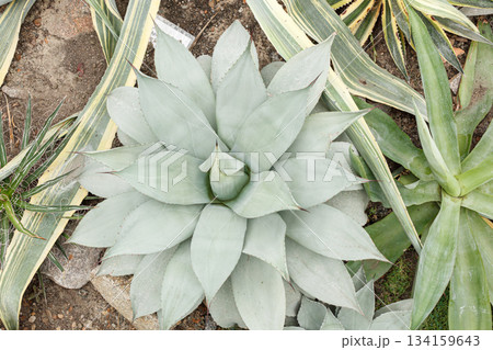 Exotic plant Agave americana Latifolia 134159643