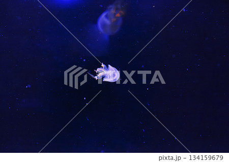 underwater photography of beautiful flame jellyfish rhopilema esculentum 134159679