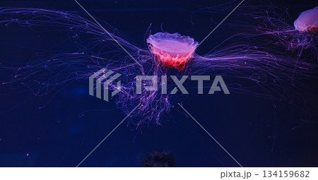 underwater photography of a beautiful lion's mane jellyfish cyanea capillata 134159682