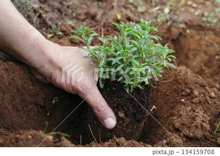 closeup of a man planting a satureja plant closeup of a man planting a satureja plant 134159708