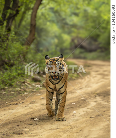 Showstopper wild dominant indian male tiger or panthera tigris roadblock walking head on forest track natural green background wildlife jungle safari Ranthambore National Park Reserve Rajasthan India Showstopper wild dominant indian male tiger or panthera tigris roadblock walking head on forest track natural green background wildlife jungle safari Ranthambore National Park Reserve Rajasthan India 134160093