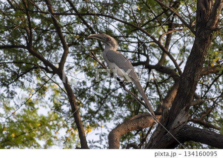 indian grey hornbill or Ocyceros birostris keoladeo national park forest bharatpur bird sanctuary rajasthan india asia bird perched on tree branch in natural green background in winter season safari 134160095