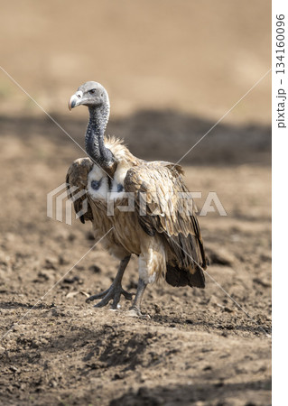 Indian vulture or long billed vulture or Gyps indicus extreme closeup or portrait during wild safari at Ranthambore national park forest tiger reserve rajasthan india 134160096