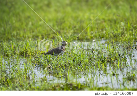 Yellow wattled lapwing or Vanellus malabaricus portrait in natural green grass in winter morning season safari at wetland of keoladeo national park or bharatpur bird sanctuary rajasthan india 134160097