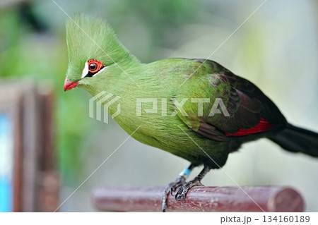 ギニアエボシドリ 134160189