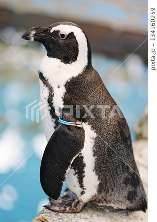 ケープペンギン 134160259