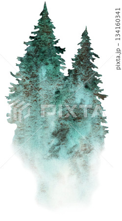 Hand drawn watercolor green spruce or pine tree misty forest, winter isolated illustration 134160341
