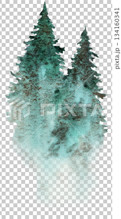 Hand drawn watercolor green spruce or pine tree misty forest, winter isolated illustration 134160341