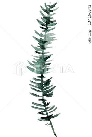 Hand drawn watercolor green spruce or pine tree twig, isolated illustration for winter wedding 134160342