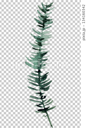 Hand drawn watercolor green spruce or pine tree twig, isolated illustration for winter wedding 134160342