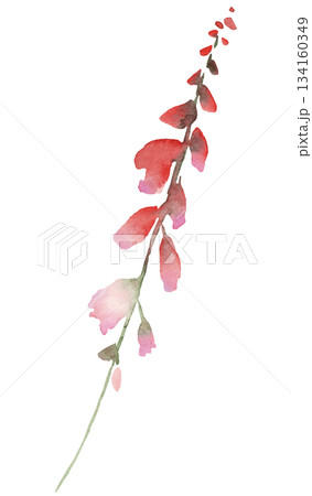 Watercolor pastel red wild flowers, isolated illustration, floral wedding and greeting element 134160349