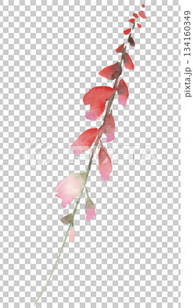 Watercolor pastel red wild flowers, isolated illustration, floral wedding and greeting element 134160349