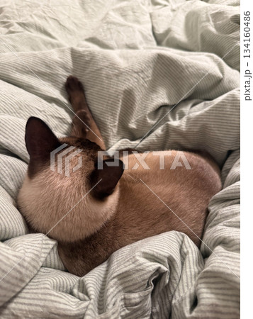 Siamese cat relaxing on blanket viewed from above close-up. Cozy home atmosphere, peaceful rest, soft bedding texture and calm domestic mood. 134160486