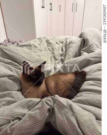 Siamese cat resting on soft blanket in bedroom. Pet moment, comfort, calm presence, home coziness and gentle evening mood. 134160487