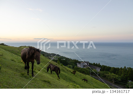 御崎馬のいる朝の風景 御崎馬のいる朝の風景 134161717