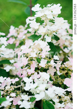 Wims Red hydrangea turning pink phase bloom Wims Red hydrangea turning pink phase bloom 134162563