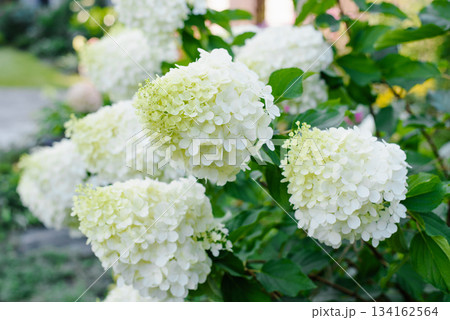 Garden View of Blooming White Hydrangea Polar Bear Garden View of Blooming White Hydrangea Polar Bear 134162564