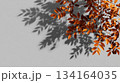 Autumn leaves cast shadows on a gray background 134164035