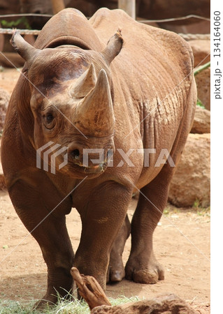 ホノルル動物園のサイ ホノルル動物園のサイ 134164060