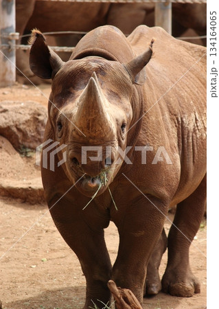 ホノルル動物園のサイ ホノルル動物園のサイ 134164065