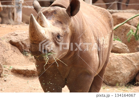 ホノルル動物園のサイ ホノルル動物園のサイ 134164067