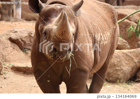 ホノルル動物園のサイ ホノルル動物園のサイ 134164069