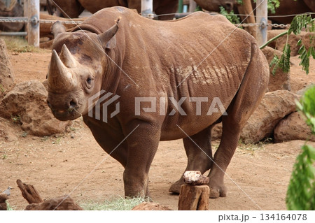 ホノルル動物園のサイ 134164078