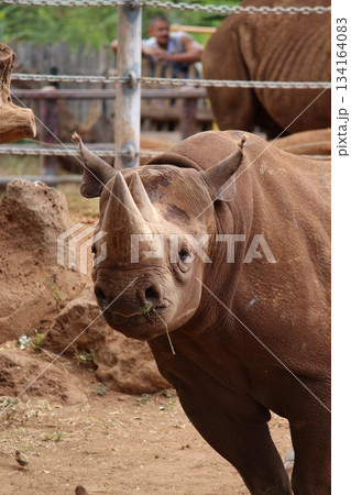 ホノルル動物園のサイ ホノルル動物園のサイ 134164083